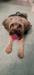 Lost Female Dog last seen Youngsville, Youngsville, NC 27596