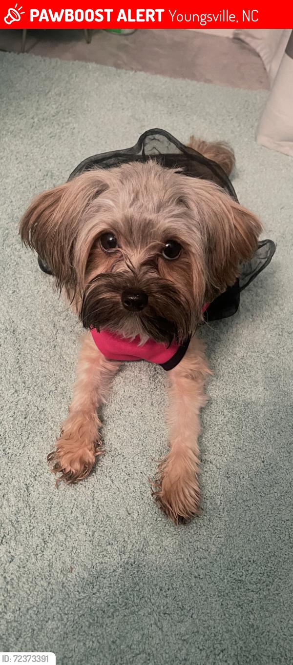Lost Female Dog last seen Youngsville, Youngsville, NC 27596