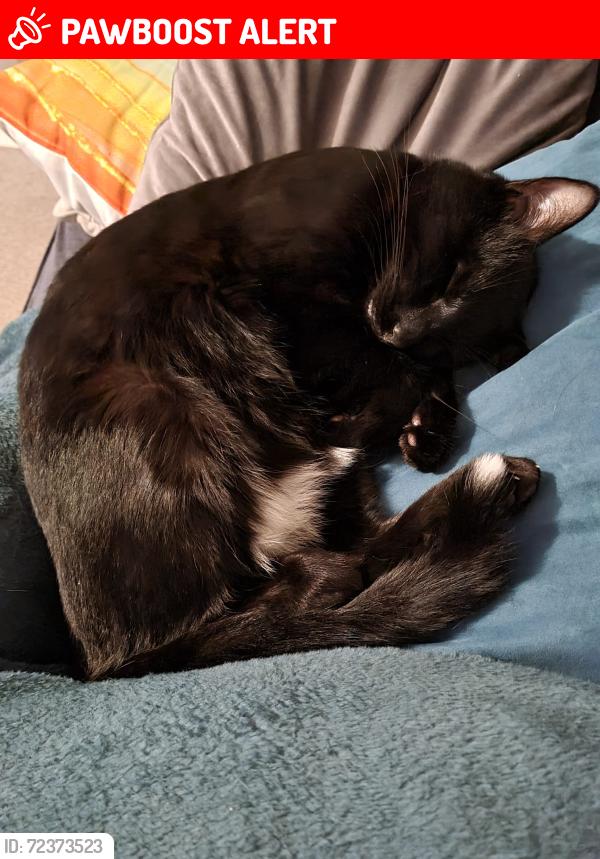 Lost Male Cat last seen Krispies fish and chip shop, Devon, England EX8 1RX