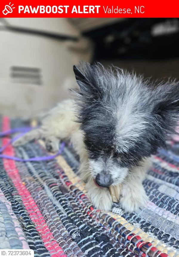 Lost Male Dog last seen flat gap, rocky road, valdese, carswell rd, Valdese, NC 28690