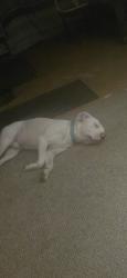 Lost Male Dog last seen Birdsong rd and miarina ridge, Holladay, TN 38341