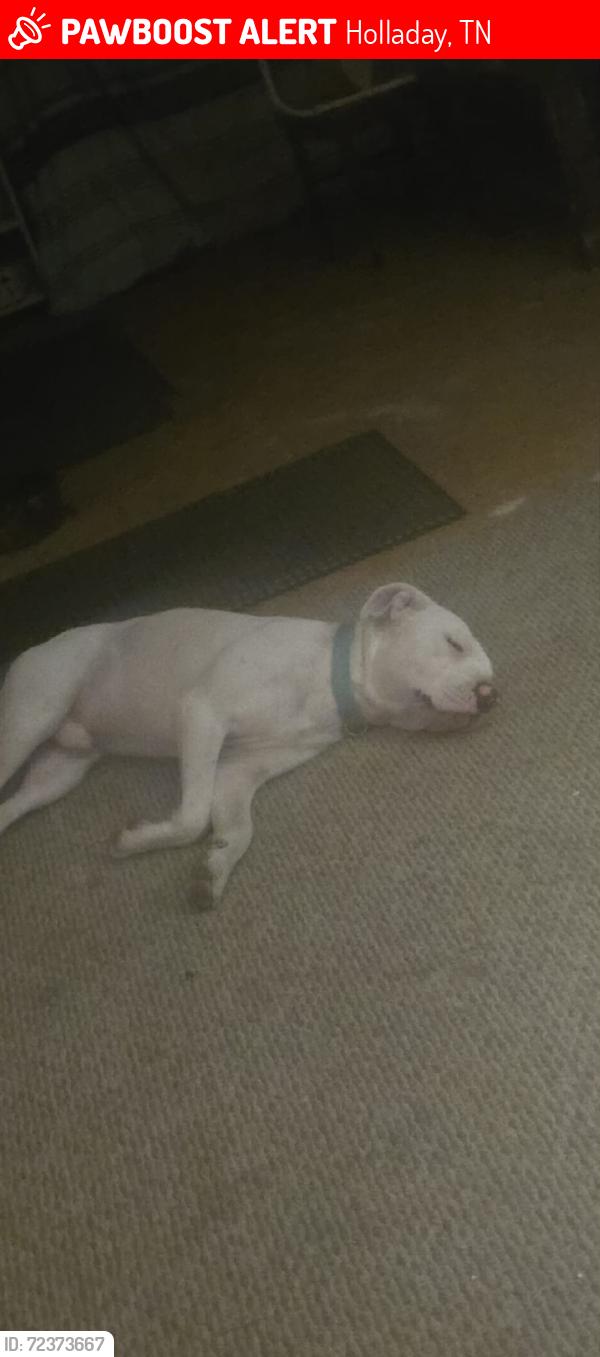 Lost Male Dog last seen Birdsong rd and miarina ridge, Holladay, TN 38341