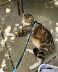 Lost Male Cat last seen Howald lane, grass valley, Nevada County, CA 95945