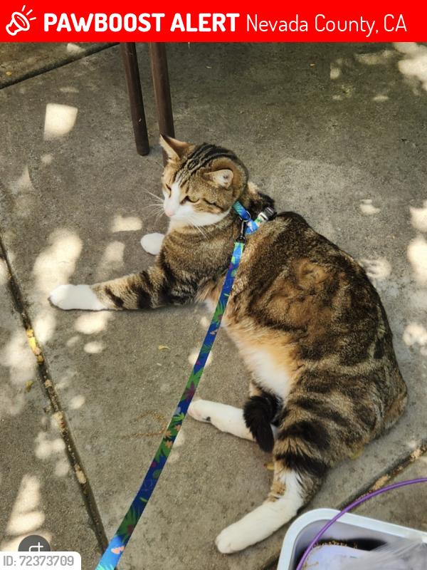 Lost Male Cat last seen Howald lane, grass valley, Nevada County, CA 95945
