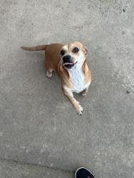 Lost Female Dog last seen cherokee Ln, Galt, CA 95632