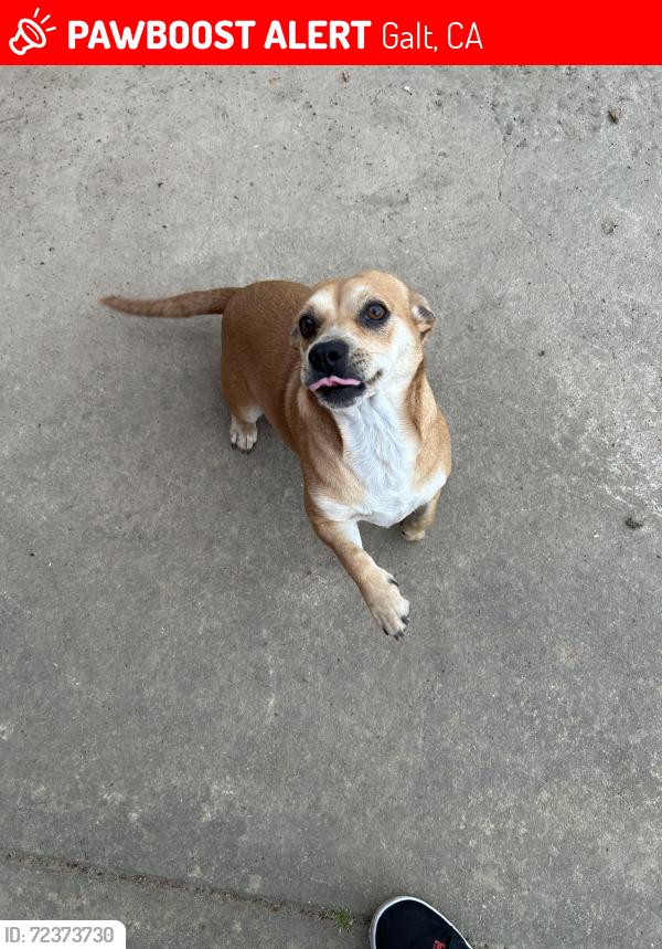 Lost Female Dog last seen cherokee Ln, Galt, CA 95632