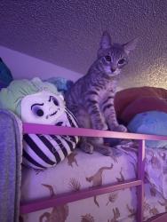 Lost Male Cat last seen near st pete’s hosp, Olympia, WA 98506