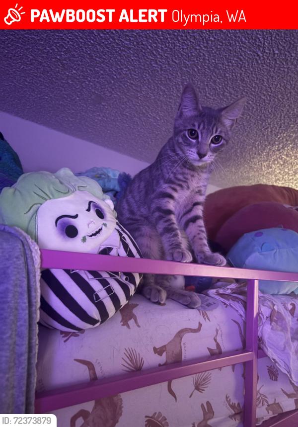 Lost Male Cat last seen near st pete’s hosp, Olympia, WA 98506