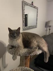 Lost Male Cat last seen Depot and center, Antioch, IL 60002