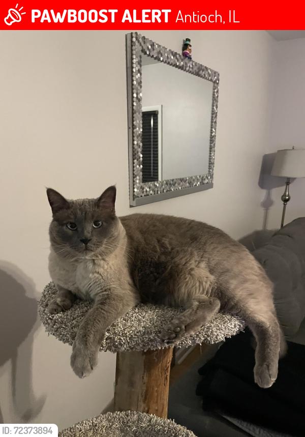 Lost Male Cat last seen Depot and center, Antioch, IL 60002