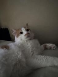 Lost Male Cat last seen Overlook St. John’s church , Mobile, AL 36608