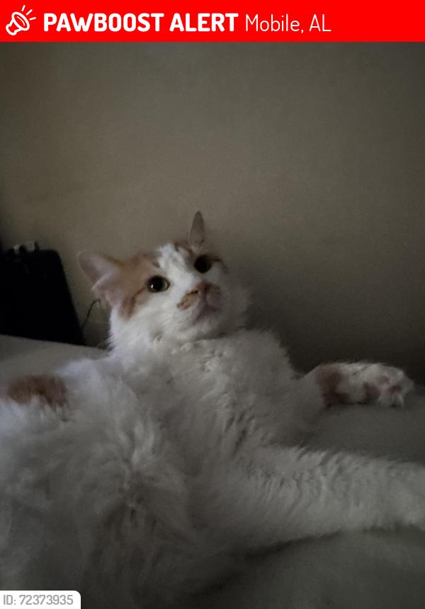 Lost Male Cat last seen Overlook St. John’s church , Mobile, AL 36608