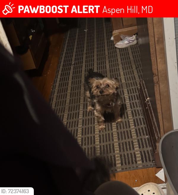 Lost Female Dog last seen Chelmsford and Canterbury Ln Rockville, Aspen Hill, MD 20853