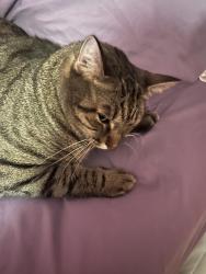 Lost Male Cat last seen Near S 33rd St Phoenix, AZ  85048 United States, Phoenix, AZ 85048