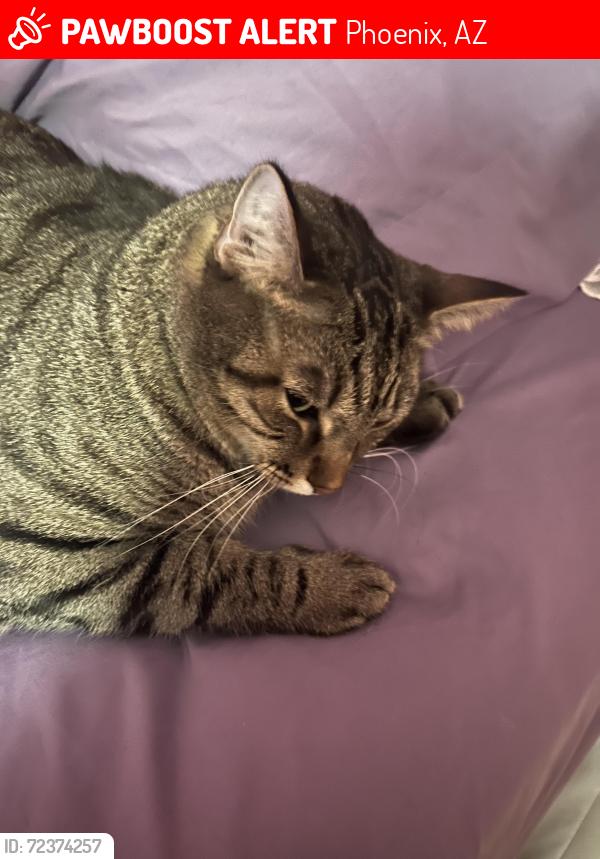 Lost Male Cat last seen Near S 33rd St Phoenix, AZ  85048 United States, Phoenix, AZ 85048