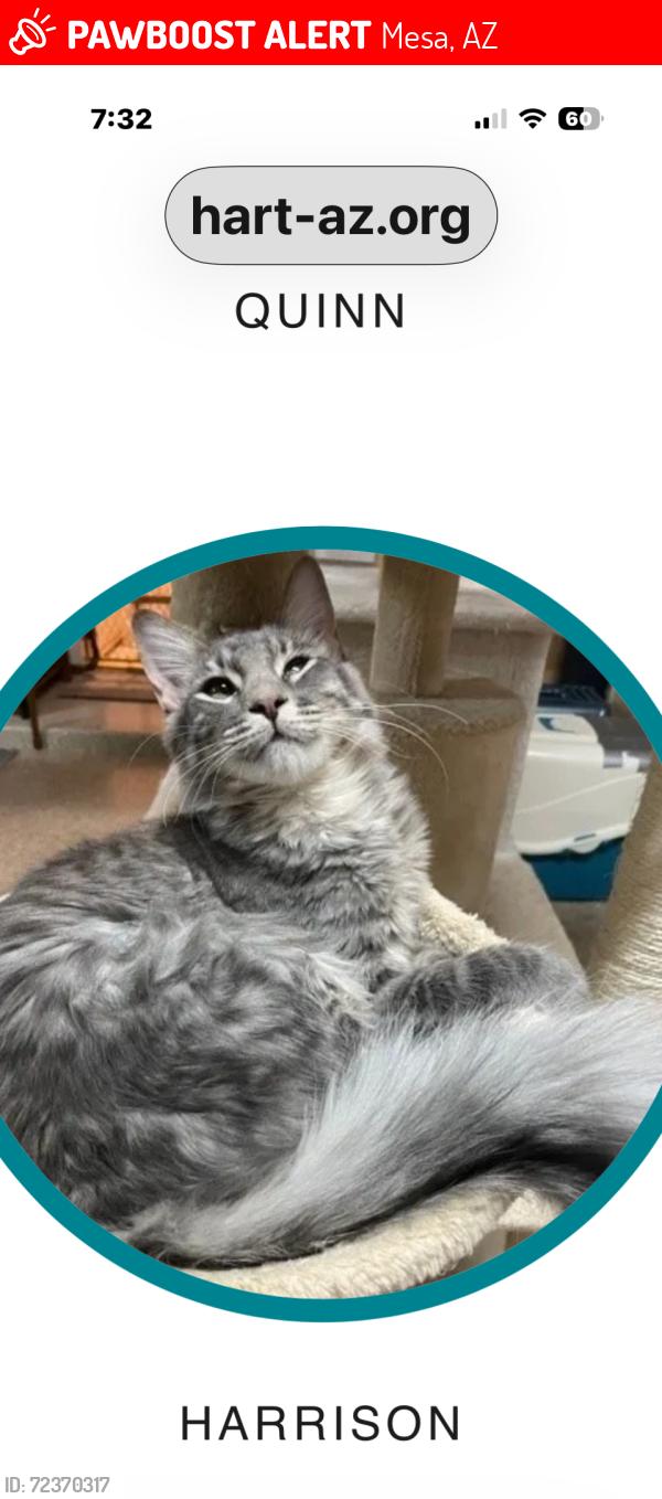 Lost Male Cat last seen Sycamore & Pepper in Mesa, Mesa, AZ 85201