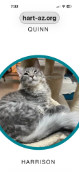 Lost Male Cat last seen Sycamore & Pepper in Mesa, Mesa, AZ 85201