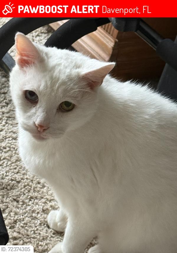 Lost Male Cat last seen North blvd, Davenport, FL 33837