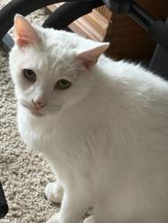 Lost Male Cat last seen North blvd, Davenport, FL 33837