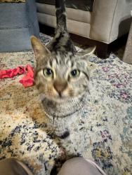 Found/Stray Male Cat last seen Near Crown Oaks and 2854, Montgomery County, TX 77316