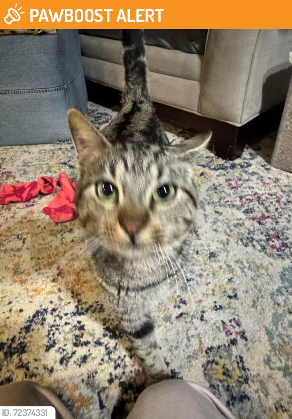 Found/Stray Male Cat last seen Near Crown Oaks and 2854, Montgomery County, TX 77316