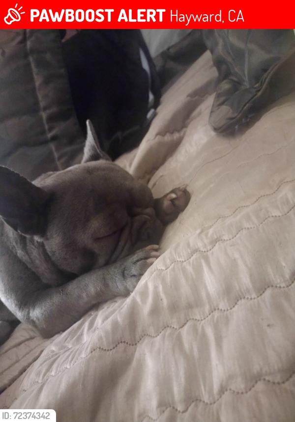 Lost Female Dog last seen Park st hayward ca , Hayward, CA 94544