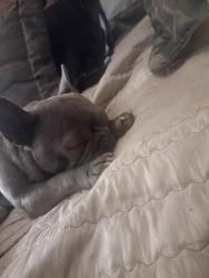 Lost Female Dog last seen Park st hayward ca , Hayward, CA 94544
