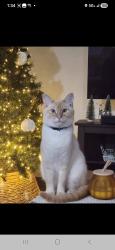 Lost Male Cat last seen Simonton at tabernacle church, Lawrenceville, GA 30046