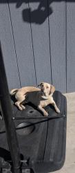 Lost Male Dog last seen Anderson st, Stockton, CA 95205