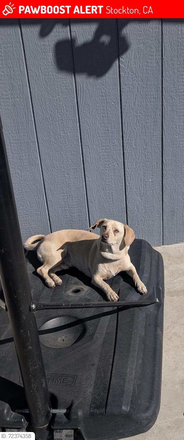 Lost Male Dog last seen Anderson st, Stockton, CA 95205