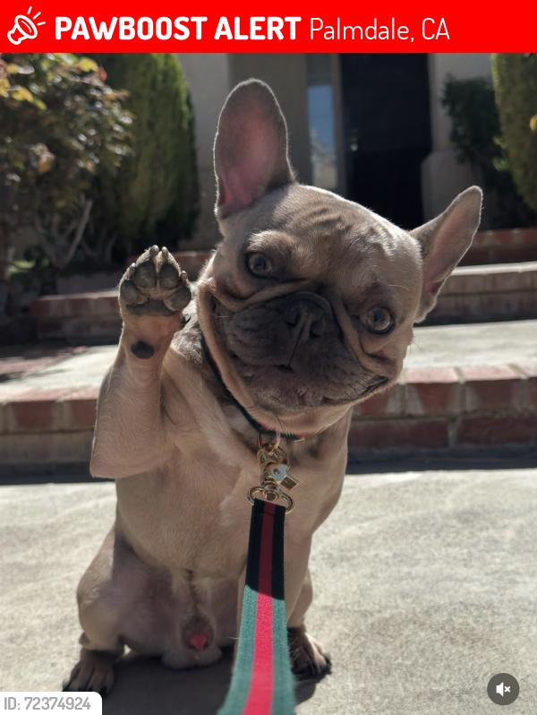 Lost Male Dog last seen 15th street west and lake elizabeth, Palmdale, CA 93551
