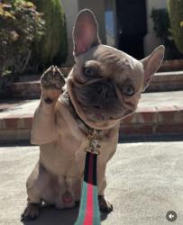 Lost Male Dog last seen 15th street west and lake elizabeth, Palmdale, CA 93551