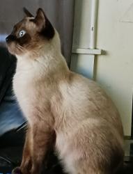 Lost Male Cat last seen S. Kinney Way and EJ Miller Park , Prosser, WA 99350