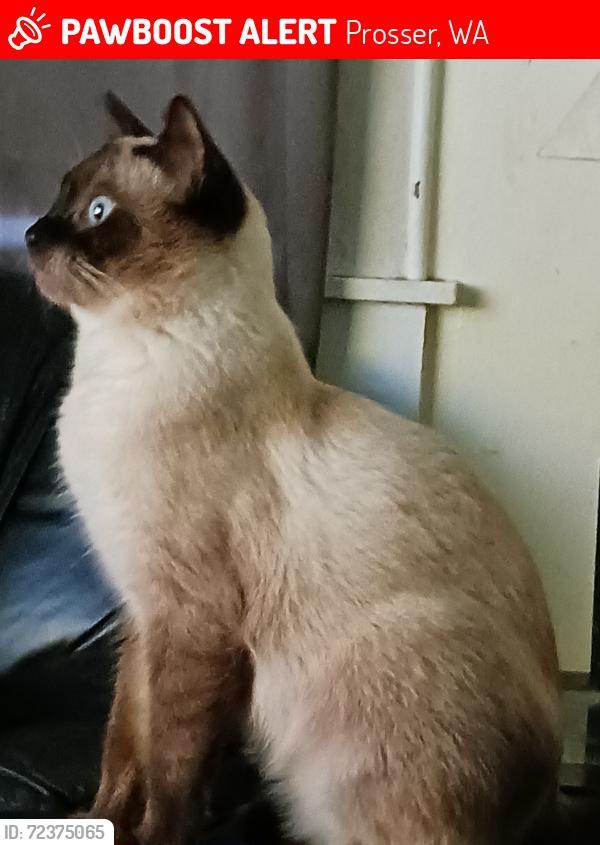 Lost Male Cat last seen S. Kinney Way and EJ Miller Park , Prosser, WA 99350