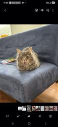 Reunited Male Cat last seen Centerville Turnpike and lynnhaven , Virginia Beach, VA 23464