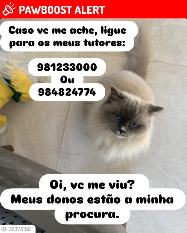Lost Male Cat last seen , SH Jardim Botânico, DF 71680-349