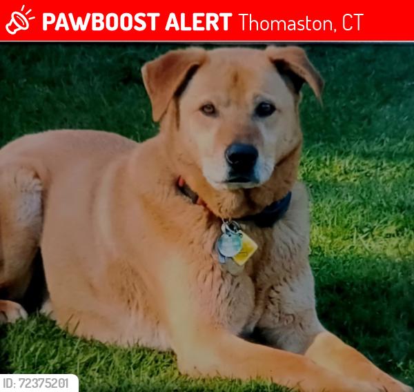 Lost Male Dog last seen Hometown Pizza, Thomaston CT, Thomaston, CT 06778