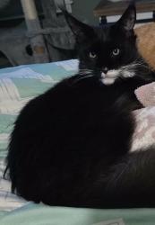 Lost Male Cat last seen Williston rd sagamore beach, Bourne, MA 02562