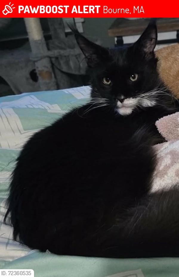 Lost Male Cat last seen Williston rd sagamore beach, Bourne, MA 02562