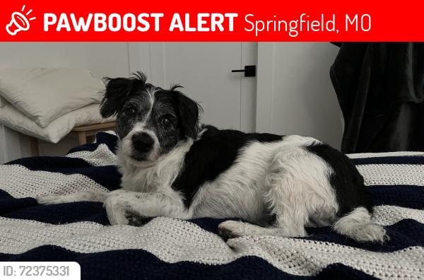 Lost Female Dog last seen Westview and Homewood , Springfield, MO 65807