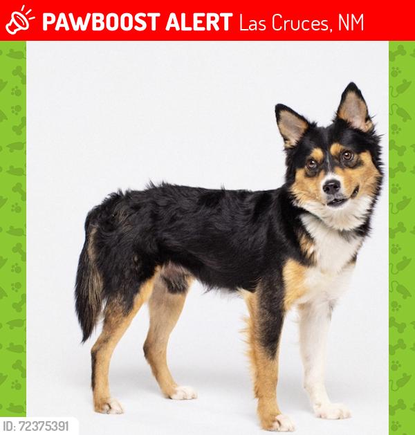 Lost Male Dog last seen bixler dr and bataan memorial w, Las Cruces, NM 88012
