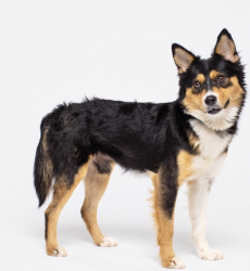 Lost Male Dog last seen bixler dr and bataan memorial w, Las Cruces, NM 88012