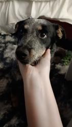 Lost Female Dog last seen Open air mall in Stockton CA  and canal, Stockton, CA 95205
