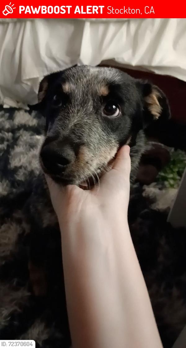 Lost Female Dog last seen Open air mall in Stockton CA  and canal, Stockton, CA 95205