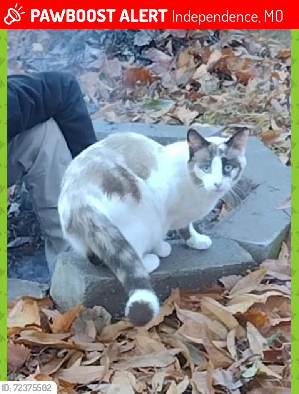 Lost Female Cat last seen Eureka road, Crenshaw, Rd Mize, hidden valley, Independence, MO 64057