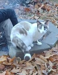 Lost Female Cat last seen Eureka road, Crenshaw, Rd Mize, hidden valley, Independence, MO 64057