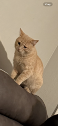 Lost Male Cat last seen Near ave Northern , Glendale, AZ 85301