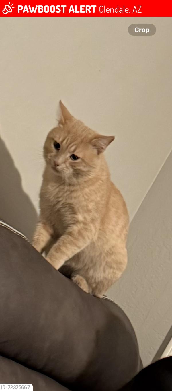Lost Male Cat last seen Near ave Northern , Glendale, AZ 85301