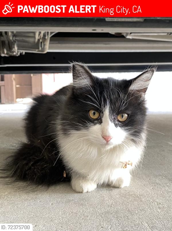 Lost Female Cat last seen Division St & S Second St, King City, CA 93930