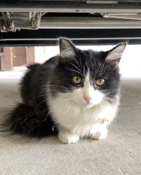 Lost Female Cat last seen Division St & S Second St, King City, CA 93930